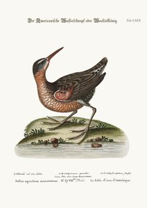 American Water-Rail, 1749-73